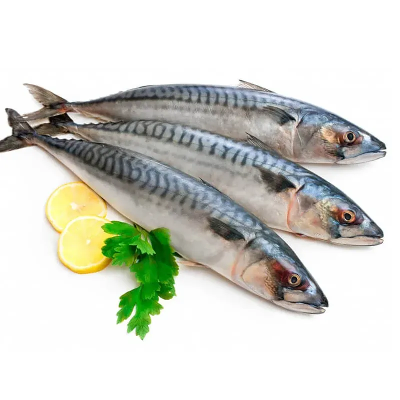 Скумбрия